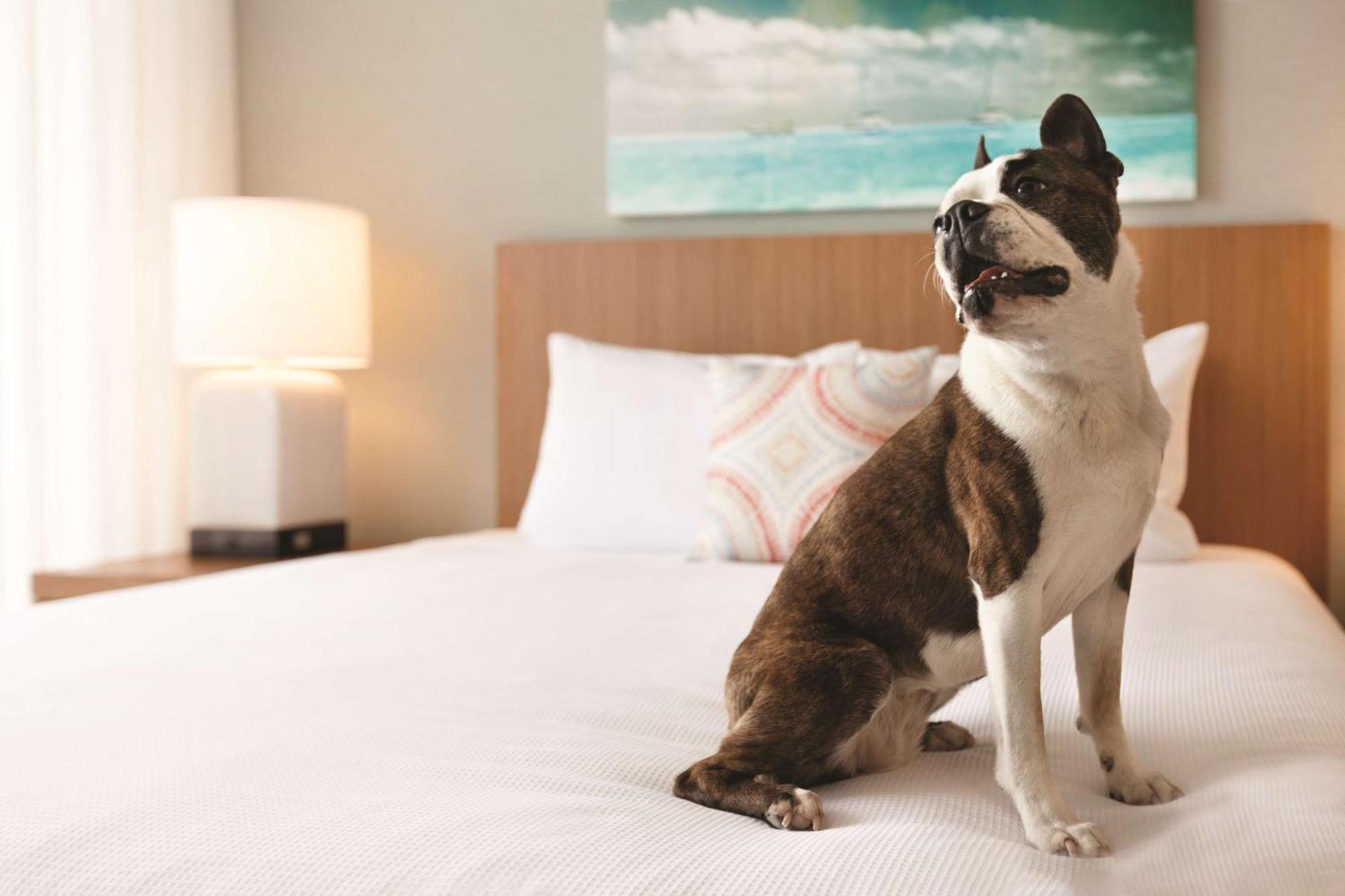 Hyatt House Virginia Beach / Oceanfront Екстер'єр фото
